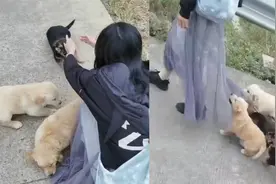 小姐姐踏青遇一群狗狗，俯下身挑逗反被狗子赖上，下一秒笑死了视频封面