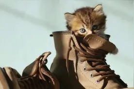 猫咪怪异行为解读：为何有些猫咪总爱闻臭鞋？莫非怕你有别的猫？