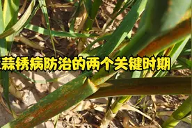 想要大蒜不生锈病，在两个关键时期打药，后期大蒜少生病，产量高视频封面