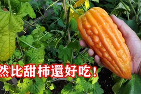 居然比甜柿还要好吃，变黄的苦瓜味道香甜软糯，完全是可以吃的视频封面