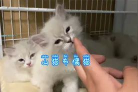 布偶猫中的另一种山猫布偶猫，山猫和重点色布偶猫如何区分