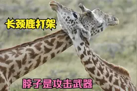 看看长颈鹿脖子的功能，能吃到高处的食物，还能把敌人打翻在地视频封面