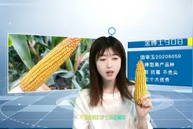 吉林玉米种子，科学种植收益高！视频封面