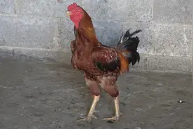 小鸡的脚受伤了，看看主人是怎么处理的视频封面