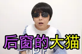 后窗的大猫，有双金色的大眼睛，隔三岔五让我炸毛视频封面