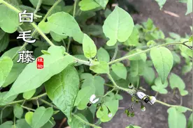 “白英”又名白毛藤，虽是一种传统中药，现在才发现不可随意用！