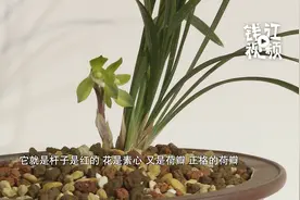 西湖边惊现兰花王  珍稀程度堪比大熊猫视频封面