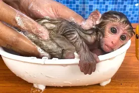 小猴子啵啵爱洗澡视频封面