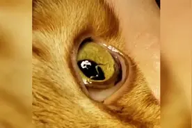 去除猫眼中的蠕虫视频封面