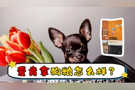 爱肯拿狗粮怎样？你家狗狗吃什么狗粮？视频封面