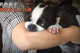 成年还不断奶的狗子，每天抱着女主人狂吸，男主人吃醋了，吸我啊视频封面