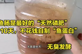 鱼肠是最好的“天然磷肥”，只需10天，不花钱自制“鱼蛋白”视频封面