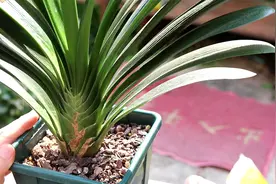 刘大爷养的君子兰，一年能开2次花，把他的方法毫无保留地分享视频封面