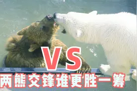 北极熊打不过棕熊，并不是力量的悬殊，而是因为天生拥有身体缺陷视频封面