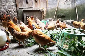 土鸡生病瘸脚，听说这种药材效果好，三妞直接砍一大捆，有效果吗视频封面