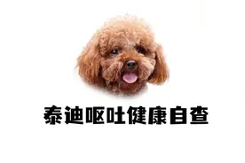 泰迪为什么会出现呕吐的情况？养狗人一定要知道！视频封面