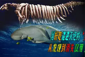 真实“美人鱼”是这种巨兽？因肉质太美味，从发现到灭绝只有27年视频封面