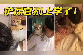 油管120万播放的胖橘猫~喜欢跳到主人背上的小猫咪简直要上天了!视频封面