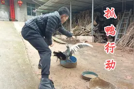 小伙用绳子想绑住鸭子，谁知这只鸭子太凶悍了，还发起了攻击视频封面