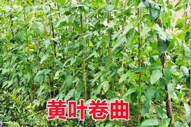 豆角黄叶卷曲怎么办？掌握一个配方轻松搞定，清除病害又增产视频封面