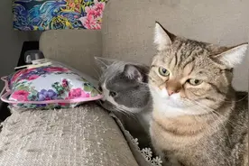 特殊时期主人感冒发高烧，猫咪每天轮流守着主人，真是患难见真情视频封面