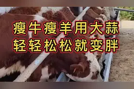瘦牛瘦羊用大蒜，轻轻松松就变胖视频封面