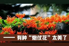 有种“炮仗花”，不仅喜庆还爬藤，开花开半年，园艺师教你怎么养视频封面