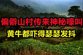 偏僻山村传来神秘嚎叫声，黄牛都吓得瑟瑟发抖，村民晚上紧锁门窗视频封面