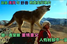 真实事件：1头野狼和1个美女共同生活的300天视频封面