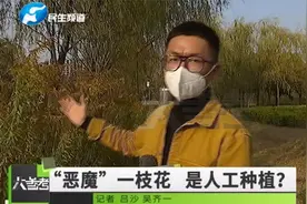 河南郑州：“恶魔”一枝黄花出现在郑州，竟是人工种植？视频封面
