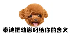 为什么泰迪妈妈会把幼崽叼给你？视频封面