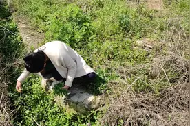 自驾秦岭脚下美丽乡村，池塘里到处都是一种野菜，可免费游玩采摘视频封面