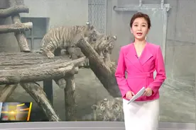 萌化了！西安秦岭野生动物园新添四胞胎小萌虎视频封面
