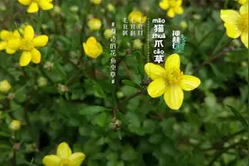 【猫爪草】春天里不可忽视的小花视频封面