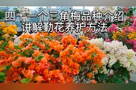 展示四十一个特别漂亮勤花的三角梅品种，分享多年积累的养护心得视频封面