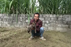 今天买回来一条种公级别的小虎斑狗，猎性绝对是一流的视频封面