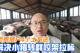 小猪转群后不咬架拉稀，长势好，老养猪户只需四招，不服不行视频封面