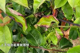 叶片边缘干枯，我的果树怎么了？视频封面