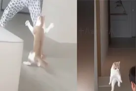 猫咪被男孩吓得腾空飞起，后藏起趁机“报复”男孩：吓人姿势太萌视频封面