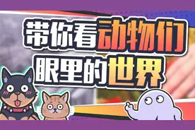 动物们看到的世界和颜色，跟我们是一样的吗？视频封面