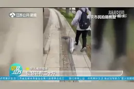 玄武湖景区里钓上一条大鱼，男子被市民拍下举报！这个行为太大胆视频封面