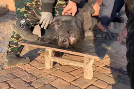 Vlog杀年猪，300斤黑猪四个人才压住，黑猪退完皮咋是这个颜色视频封面