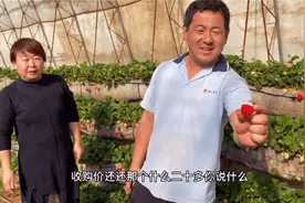 丹东99草莓为啥这么贵？听果农是咋说的，种草莓今年能挣到钱吗？视频封面