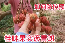 桂味荔枝容易发生淤青斑，预防为主，打糖醇钙或者钙元素叶面肥