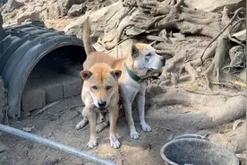 价值12000的广西土猎狗到底长啥样？小明带你进深山看看视频封面