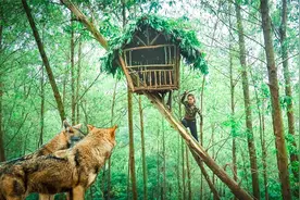建造丛林营地和生存庇护所，被野狼袭击，躲进空中小屋避险视频封面