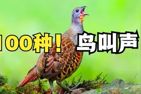 百鸟争鸣，回顾2021，100种鸟叫声，哪种声音最让你怀念？视频封面