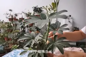 鸭脚木好养易成活，给它做好4点，长得枝繁叶茂视频封面