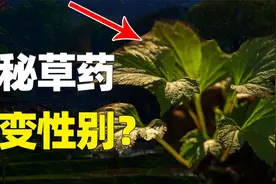 神秘草药竟能改变胎儿性别，男女自己定？揭秘700年前的可怕真相视频封面