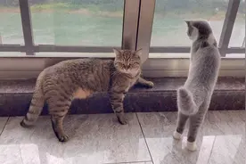 晚饭没吃饱，猫咪凌晨就叫主人起床添粮，主人：上辈子是猪变的吗视频封面